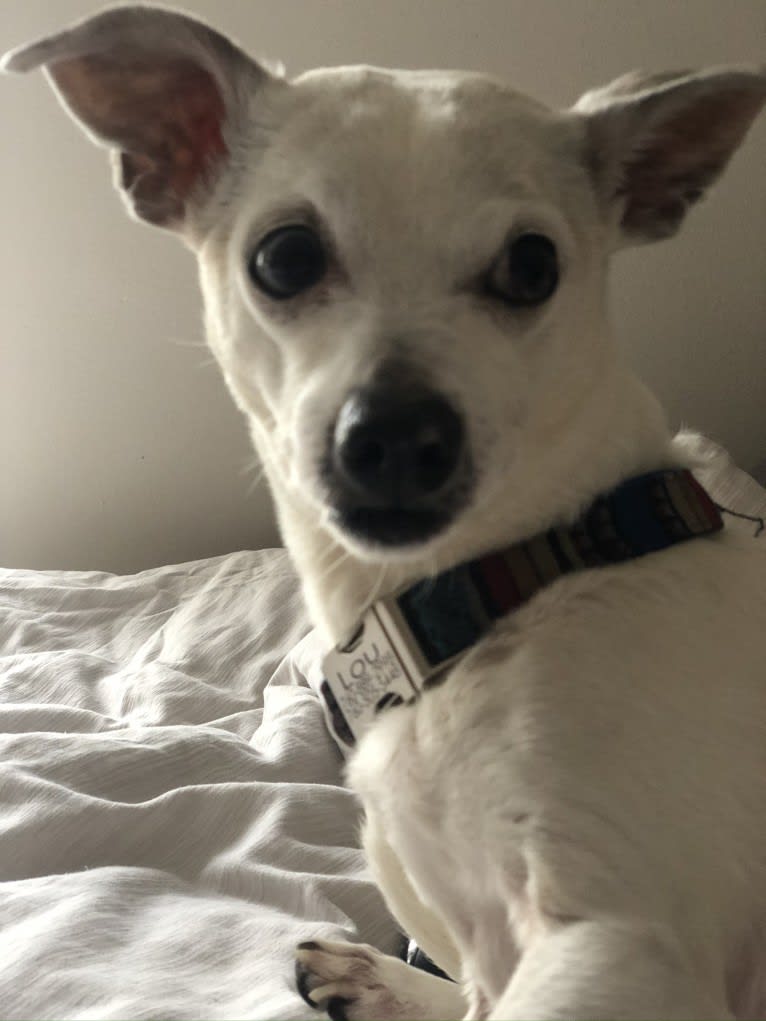 Lou, a Chihuahua and Pomeranian mix tested with EmbarkVet.com