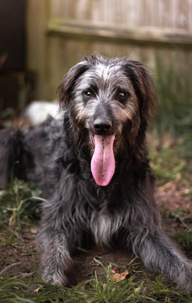 Lupin, a Greyhound and Border Collie mix tested with EmbarkVet.com