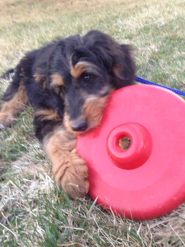 Hayley, an Aussiedoodle tested with EmbarkVet.com