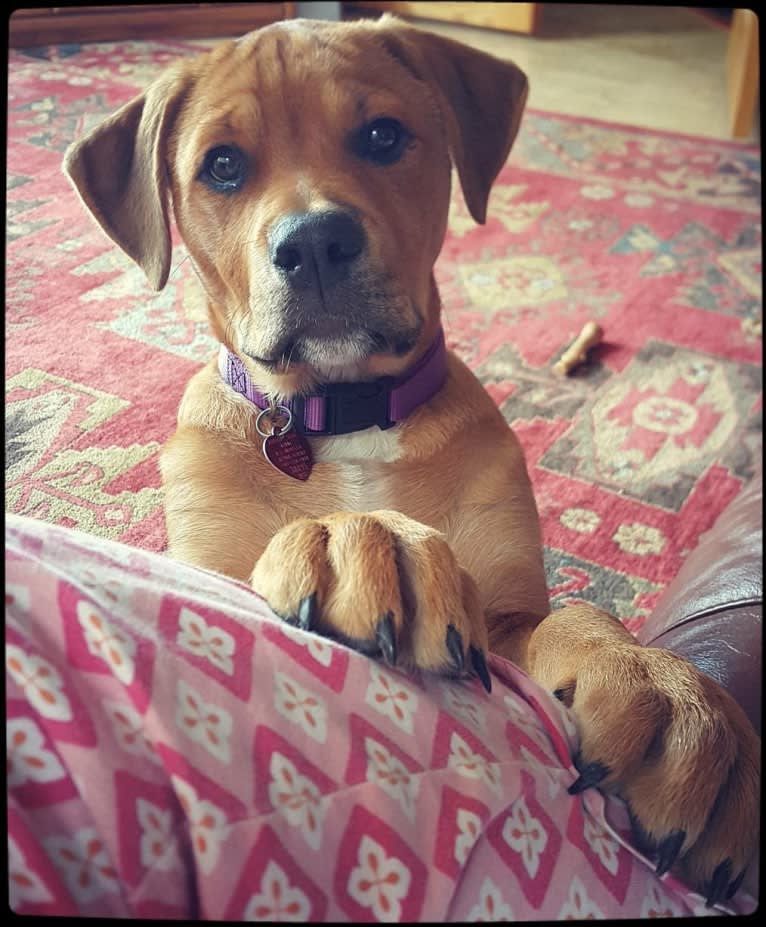 Ned, an American Bulldog and Rottweiler mix tested with EmbarkVet.com