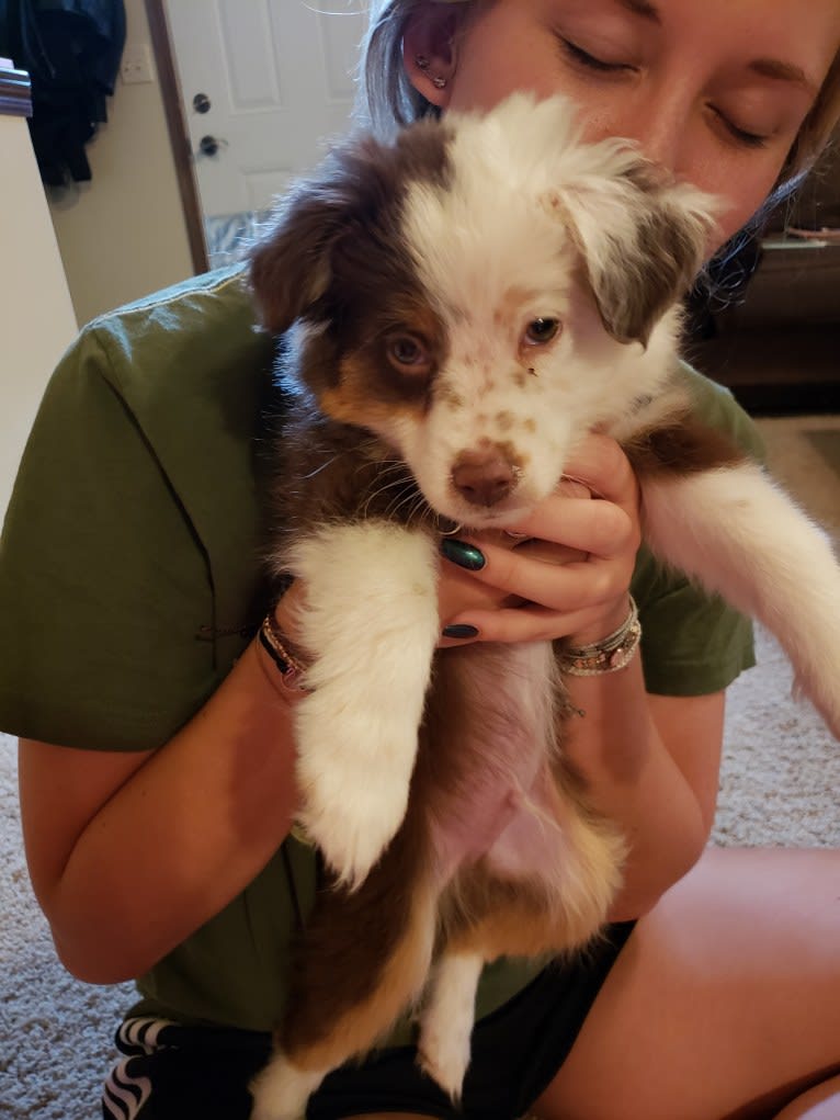 Berlin, an Australian Shepherd tested with EmbarkVet.com