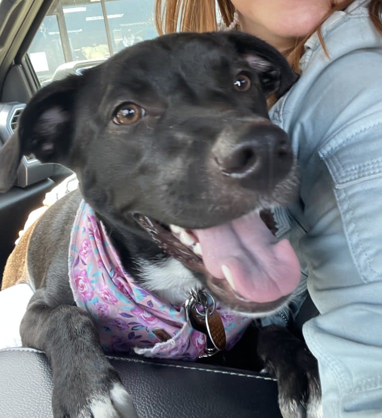 Cindy, an American Pit Bull Terrier and Australian Cattle Dog mix tested with EmbarkVet.com