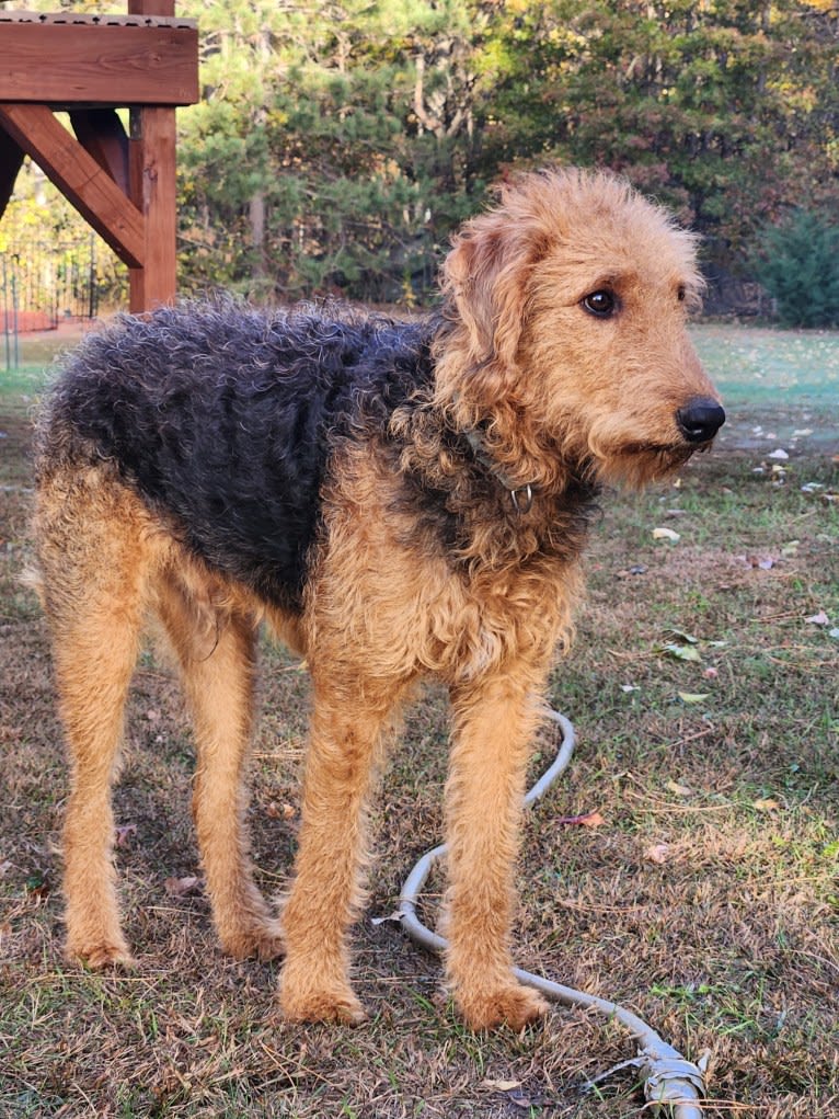 Louie, an Airedale Terrier tested with EmbarkVet.com