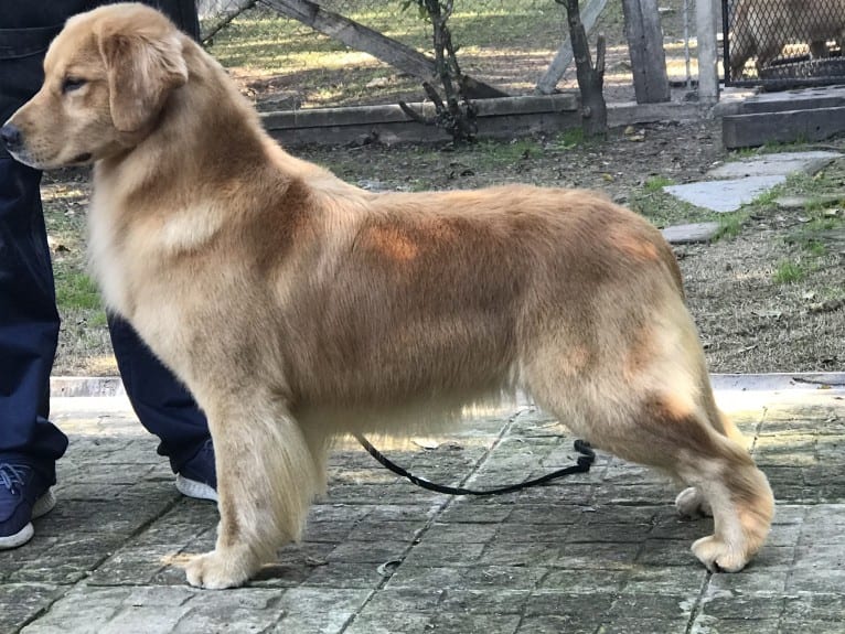 LIBERTY HENNA LISKA, a Golden Retriever tested with EmbarkVet.com