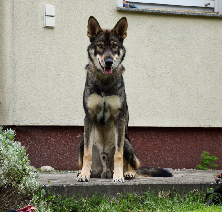 Jorah, a Siberian Husky and German Shepherd Dog mix tested with EmbarkVet.com