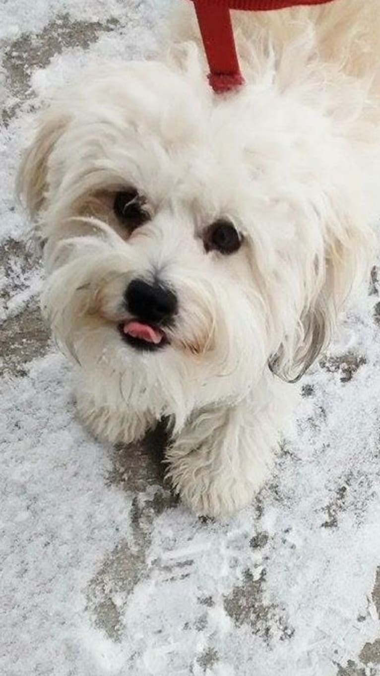 Maxx, a Havanese and Bichon Frise mix tested with EmbarkVet.com