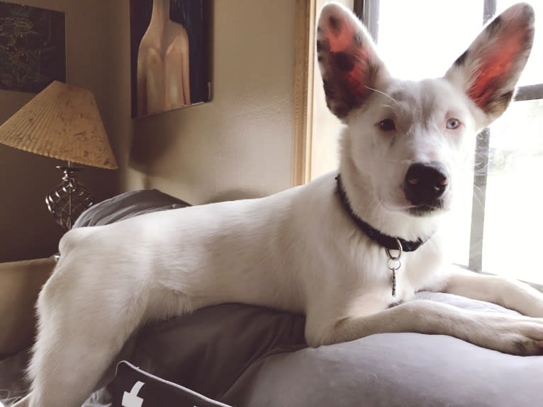 Finn, an Australian Cattle Dog and Australian Shepherd mix tested with EmbarkVet.com