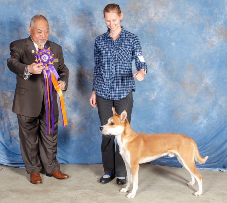 Joe, a Carolina Dog tested with EmbarkVet.com