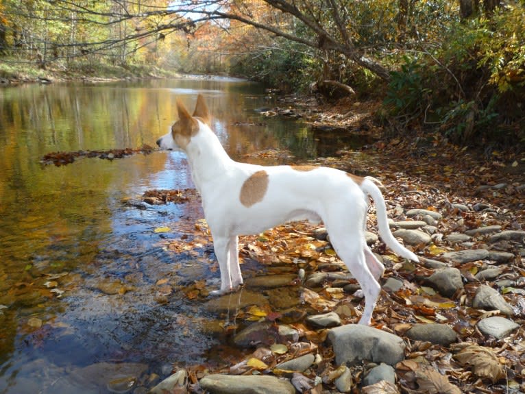 Banbury Cross Berlin, a Carolina Dog tested with EmbarkVet.com