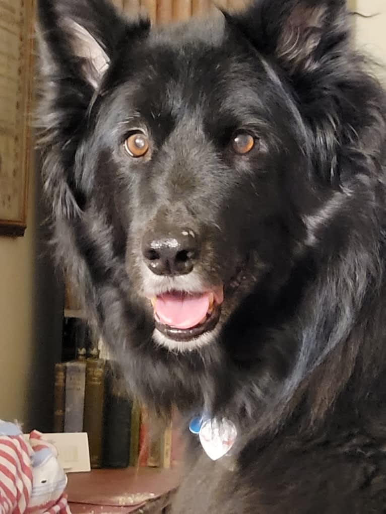 Kelly, a Border Collie and Canadian Eskimo Dog mix tested with EmbarkVet.com