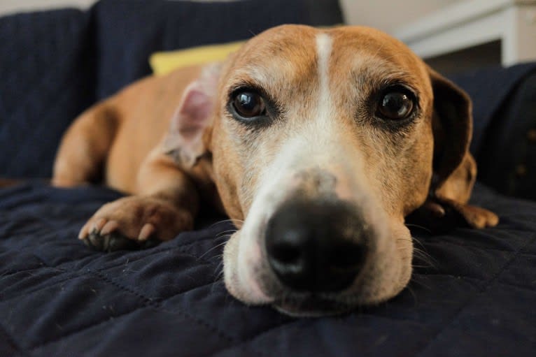 Tanner, an American Bulldog and Dachshund mix tested with EmbarkVet.com