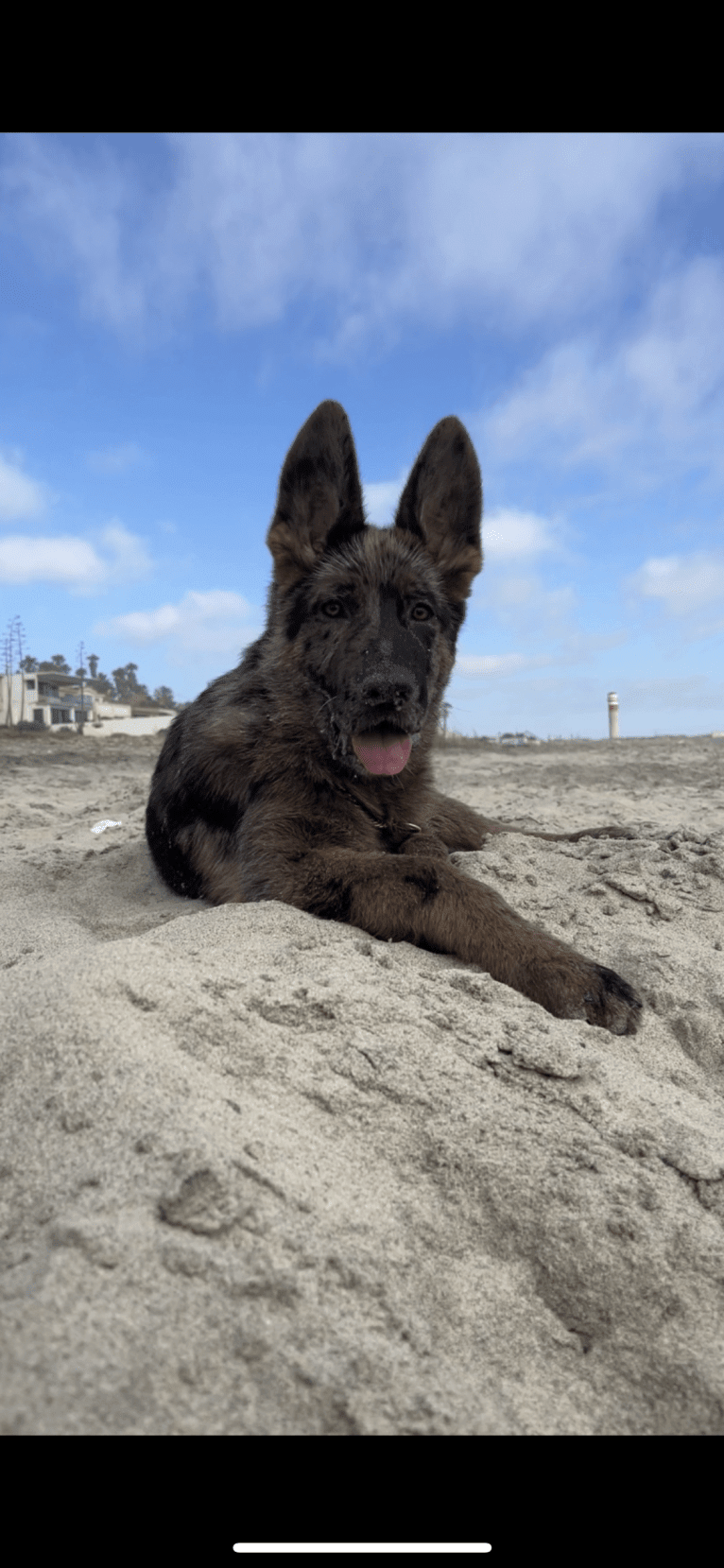 Stubby, a German Shepherd Dog tested with EmbarkVet.com