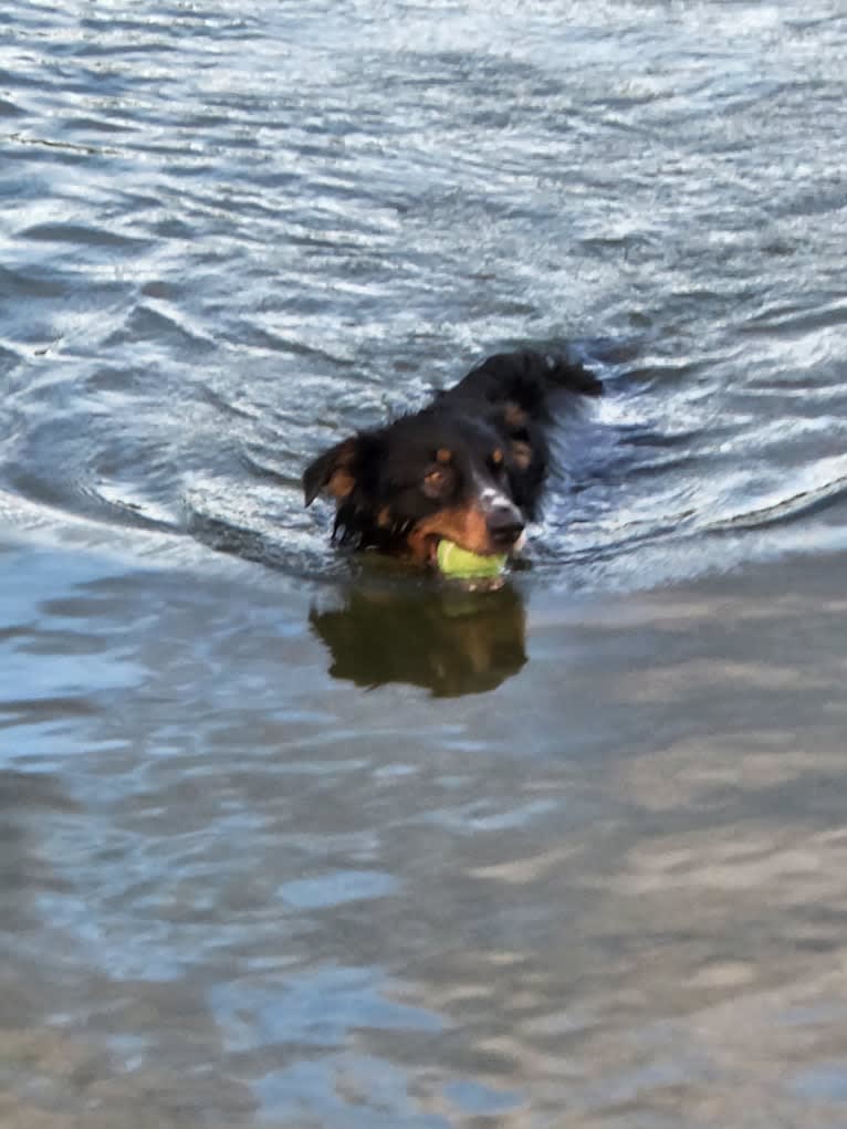 Lancer, an Australian Shepherd and Australian Cattle Dog mix tested with EmbarkVet.com