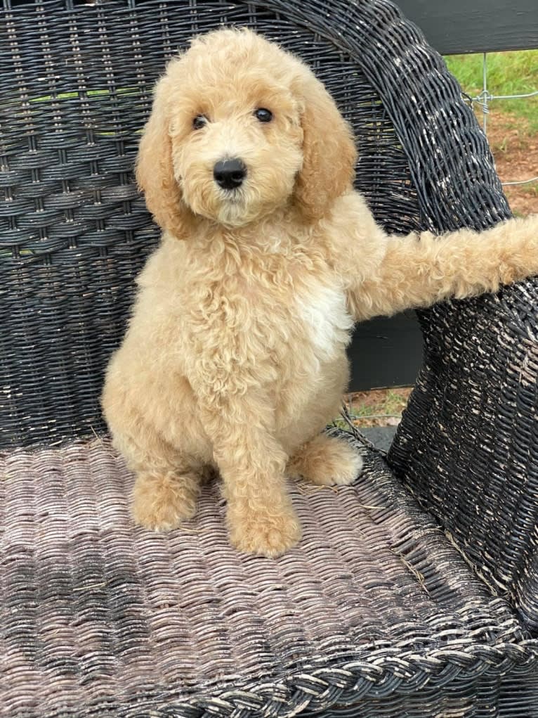 Benson, a Poodle (Standard) tested with EmbarkVet.com