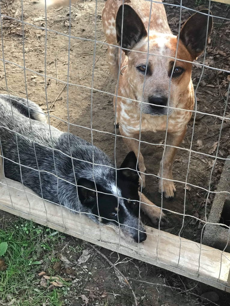 Frost, an Australian Cattle Dog tested with EmbarkVet.com