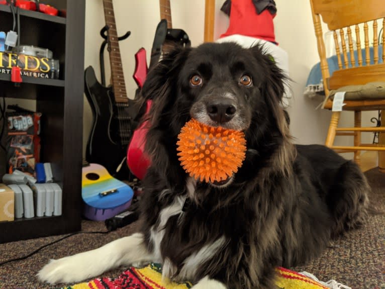 Bella, a Border Collie and Pembroke Welsh Corgi mix tested with EmbarkVet.com