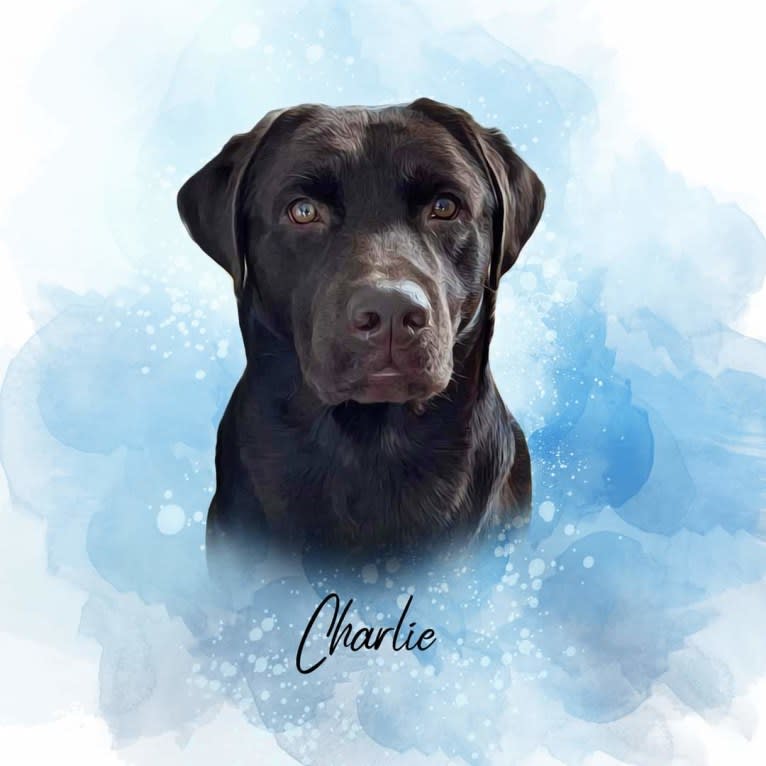 Charlie Brown, a Labrador Retriever tested with EmbarkVet.com