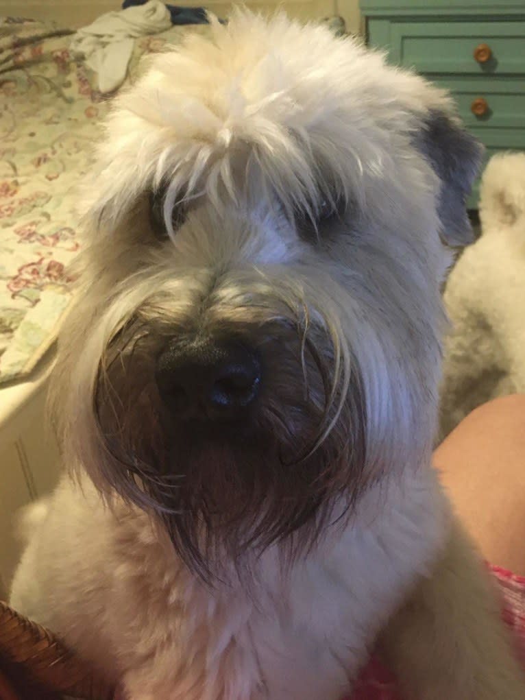 Otis, a Soft Coated Wheaten Terrier tested with EmbarkVet.com