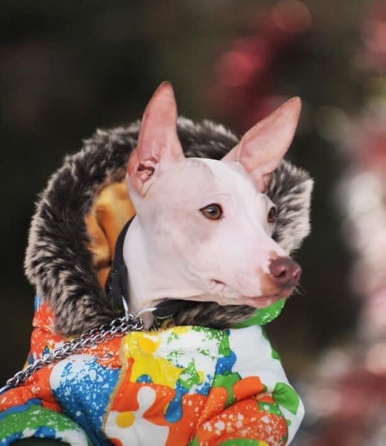 Vega, an American Hairless Terrier tested with EmbarkVet.com