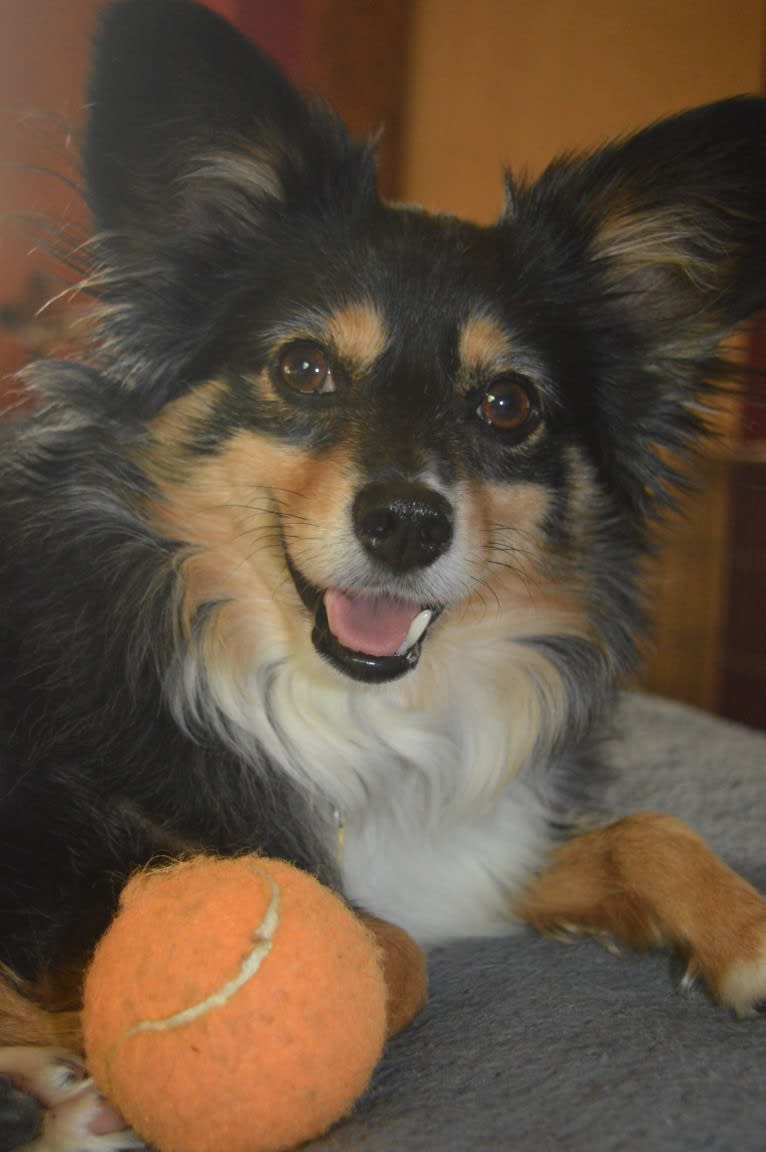 Scamp (a.k.a. Skamp), an Australian Shepherd tested with EmbarkVet.com