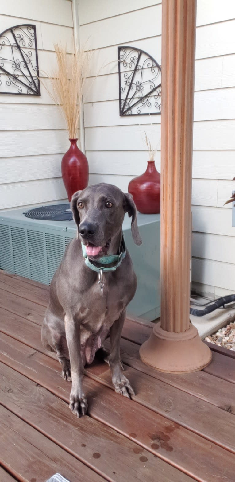 Sophie, a Weimaraner tested with EmbarkVet.com