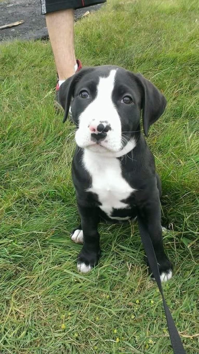 Kona, an American Bully and Bernese Mountain Dog mix tested with EmbarkVet.com