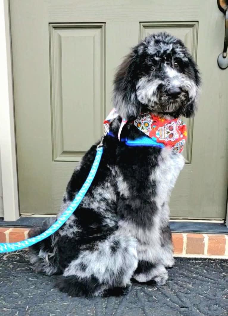 Cooper, a Poodle (Standard) tested with EmbarkVet.com