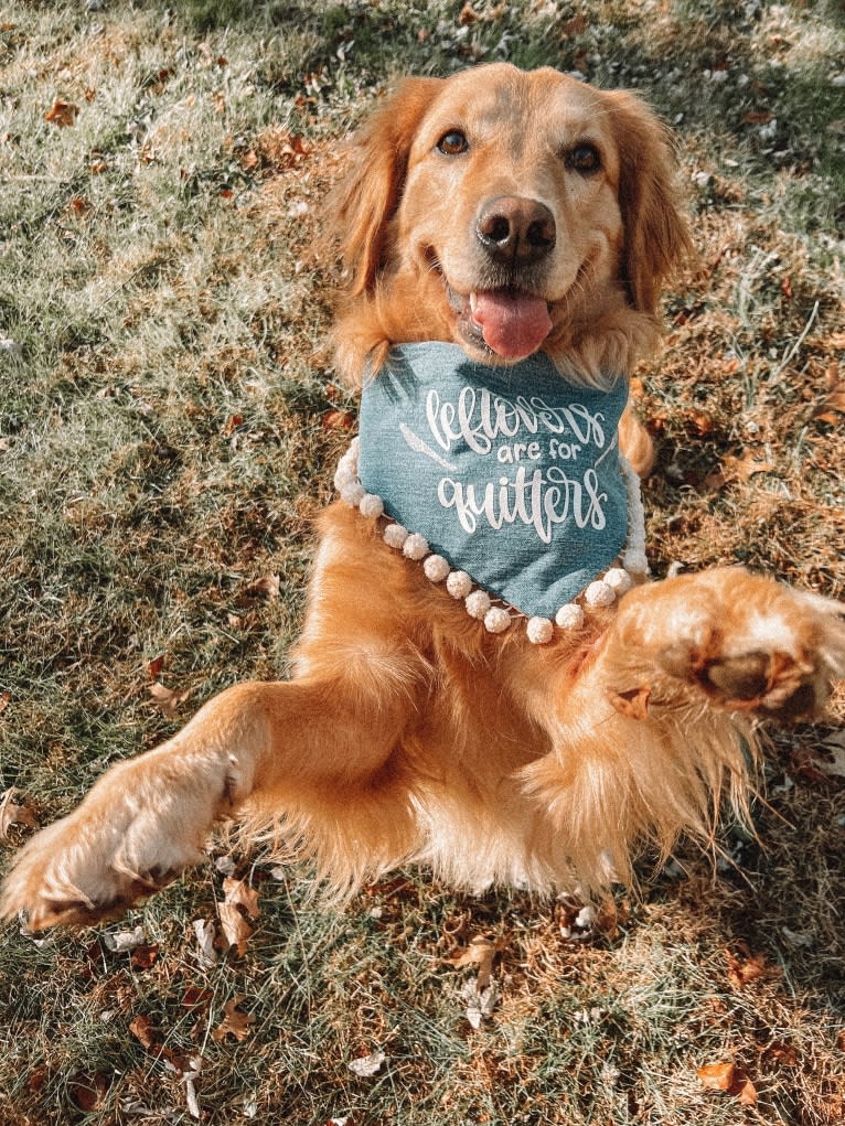 Marley, a Golden Retriever tested with EmbarkVet.com