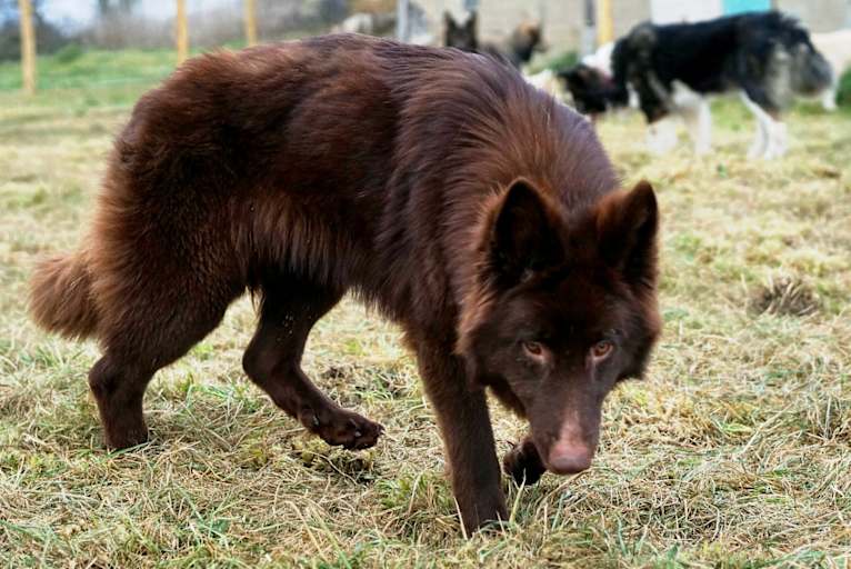 Idril, a German Shepherd Dog tested with EmbarkVet.com
