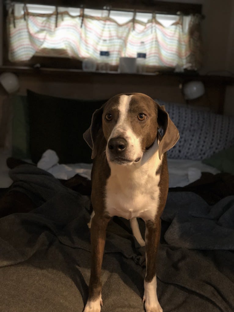 Nashville, a Coonhound and Mixed mix tested with EmbarkVet.com