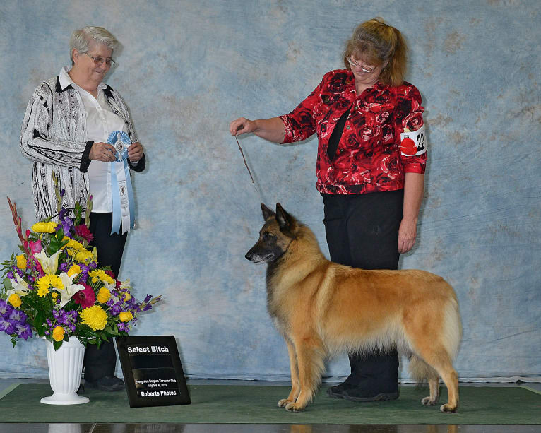 Tuarie, a Belgian Shepherd tested with EmbarkVet.com