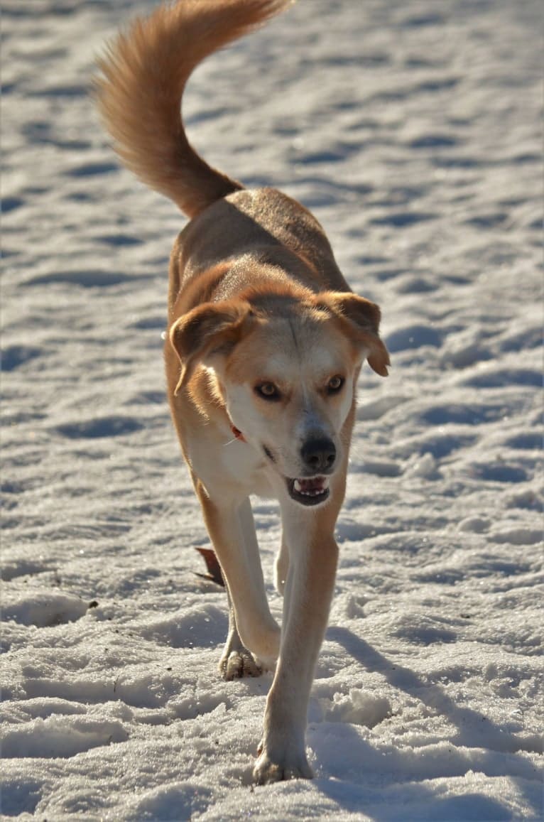 Oumka, an European Village Dog tested with EmbarkVet.com