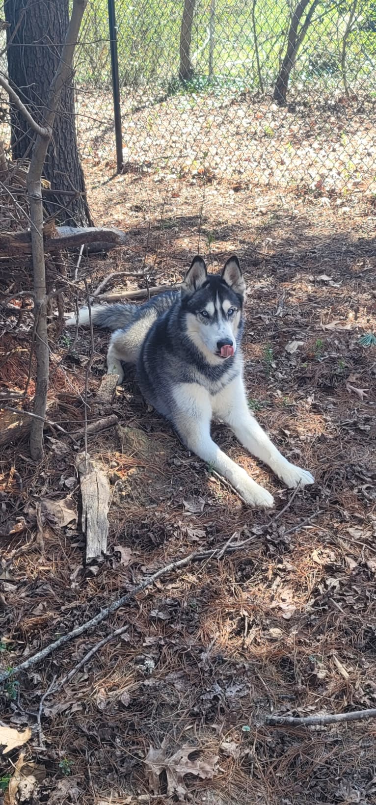 Teko, a Siberian Husky tested with EmbarkVet.com