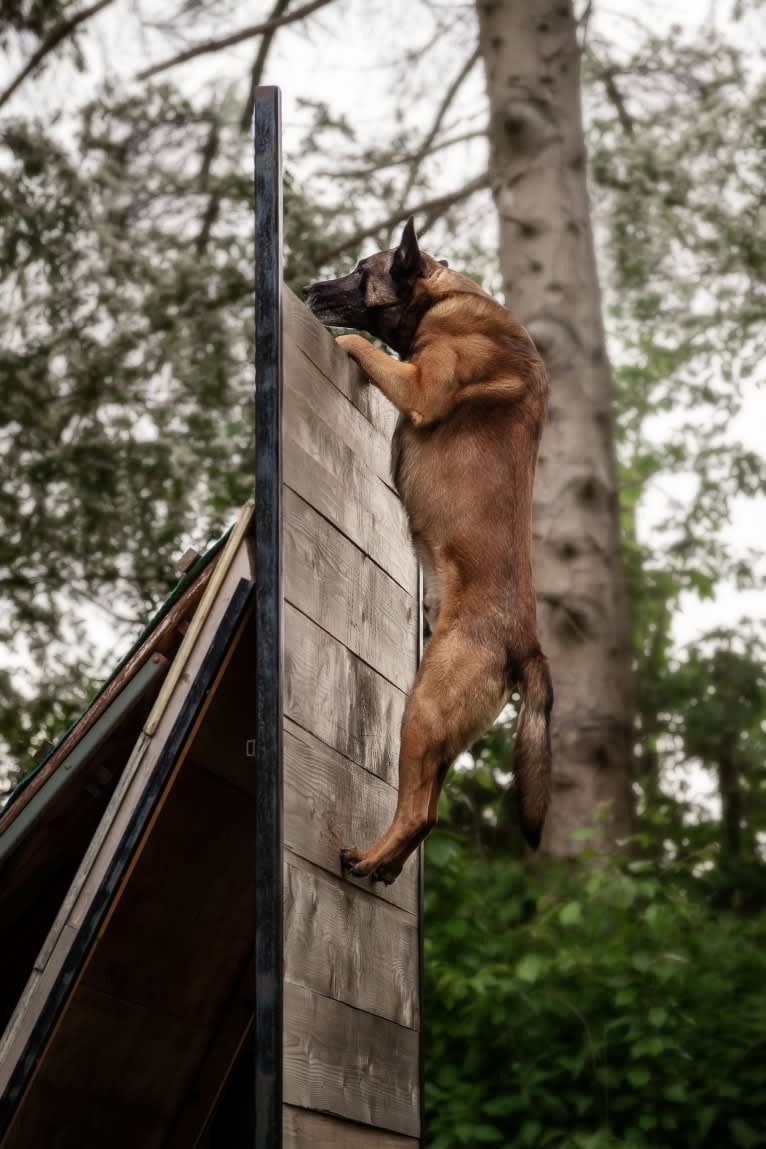 MATTES, a Belgian Shepherd tested with EmbarkVet.com