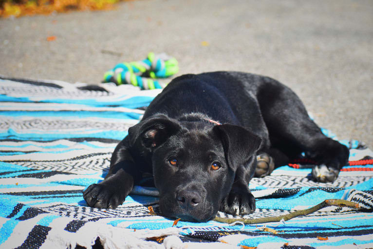 Mooshie, an American Pit Bull Terrier and German Shepherd Dog mix tested with EmbarkVet.com