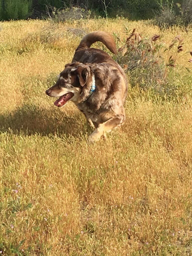 Benny, a Labrador Retriever and Chow Chow mix tested with EmbarkVet.com