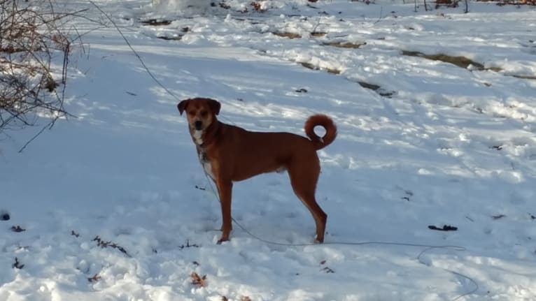 Roscoe, a Staffordshire Terrier and Golden Retriever mix tested with EmbarkVet.com
