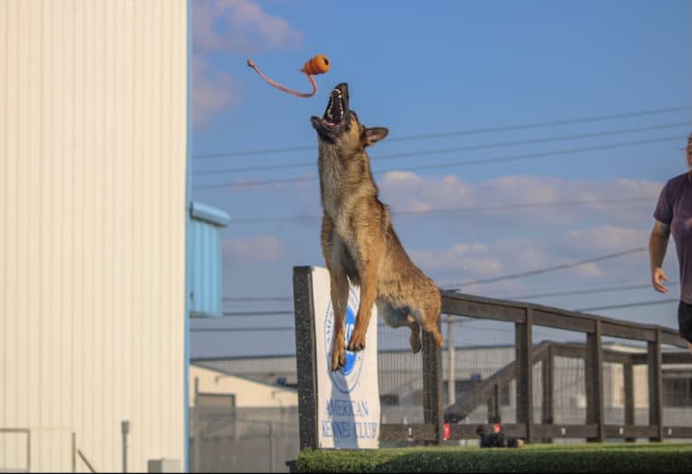 KHs His Reign Has Just Begun “Kaiser” TKE DS HDS, a German Shepherd Dog and Dutch Shepherd mix tested with EmbarkVet.com