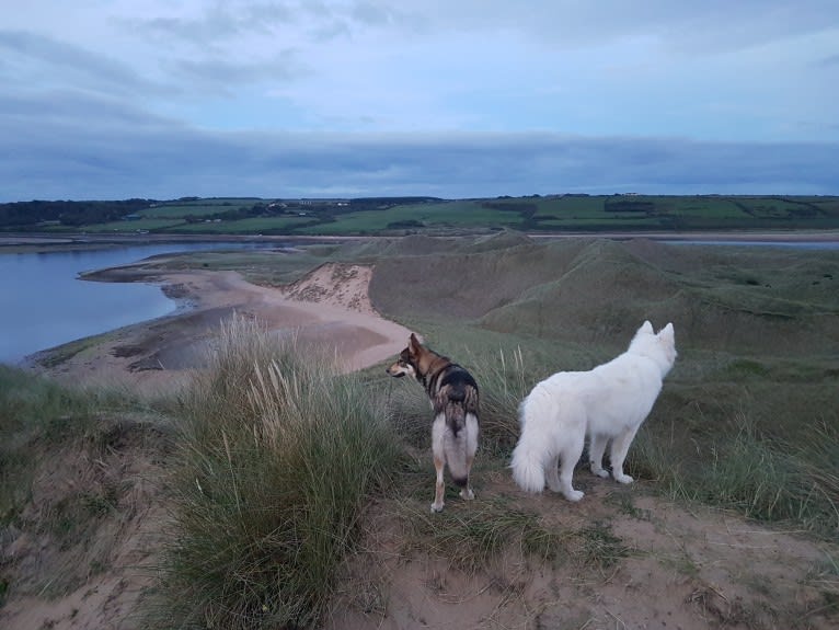 Alaska, a German Shepherd Dog and Akita mix tested with EmbarkVet.com