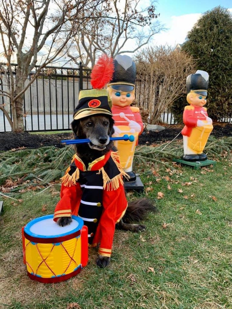 Remmy, a Beagle and Poodle (Small) mix tested with EmbarkVet.com