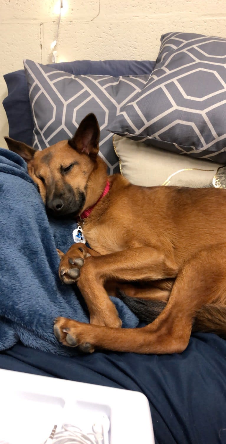 Scout, a Southeast Asian Village Dog and Golden Retriever mix tested with EmbarkVet.com