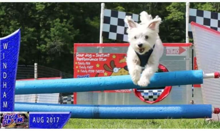 Porter, a Maltese and Cairn Terrier mix tested with EmbarkVet.com