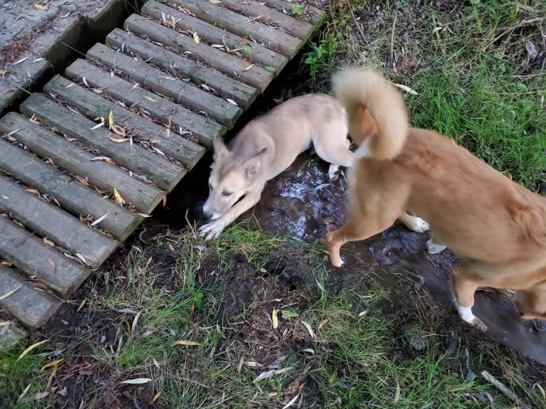 Nelson, an Arabian Village Dog tested with EmbarkVet.com