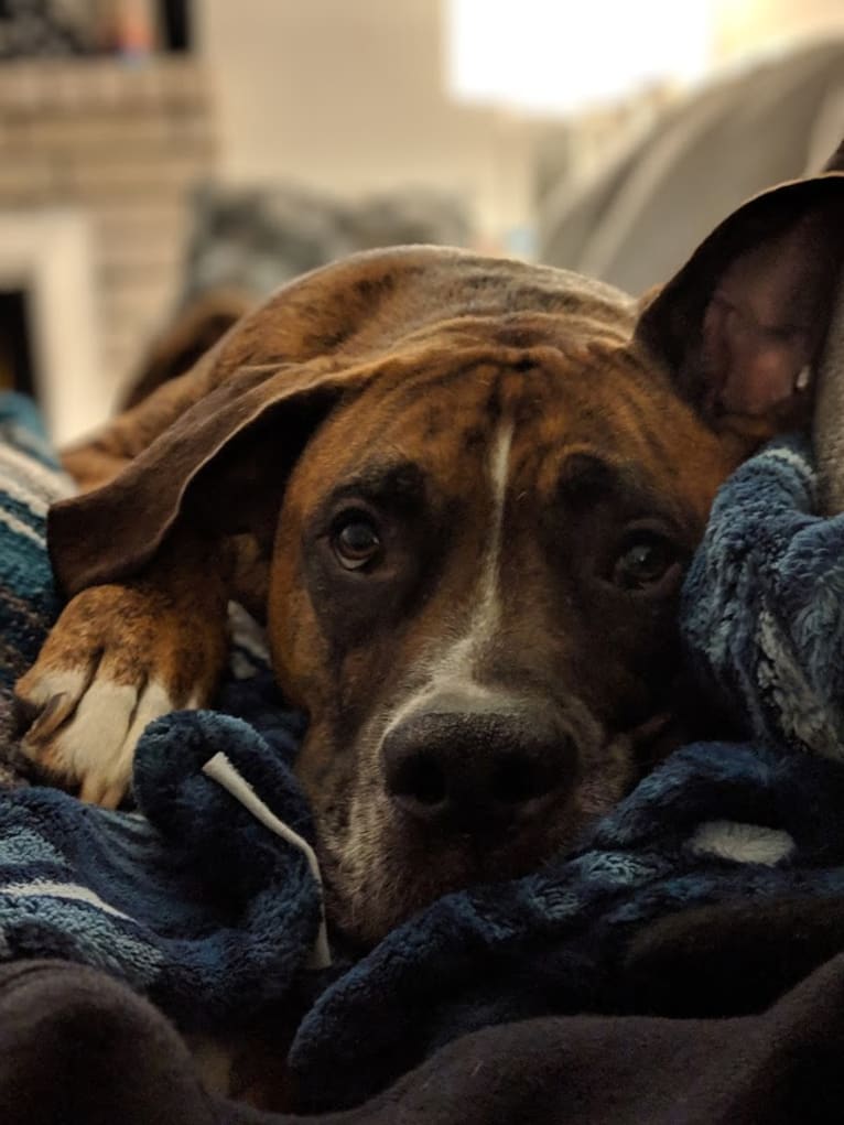 Remy Wayne, a Boxer and American Bulldog mix tested with EmbarkVet.com