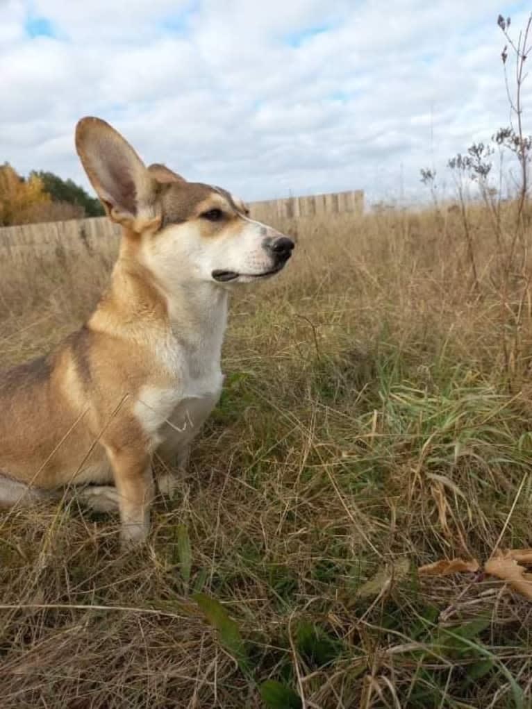 Bella, an Eastern European Village Dog tested with EmbarkVet.com