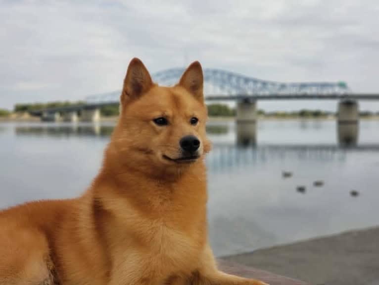 Adonis, a Finnish Spitz tested with EmbarkVet.com