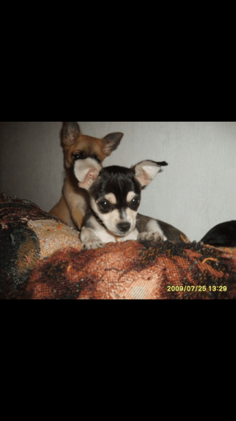 Bruce Wayne Smith, a Chihuahua and Toy Fox Terrier mix tested with EmbarkVet.com