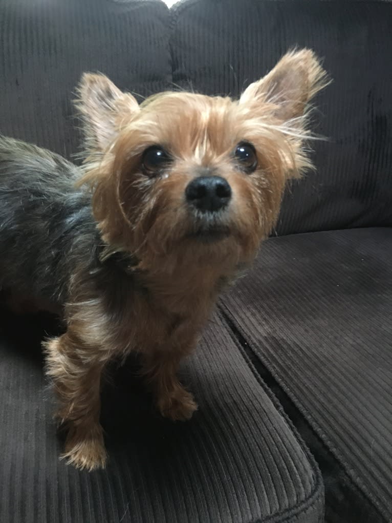 Razzee, a Yorkshire Terrier tested with EmbarkVet.com