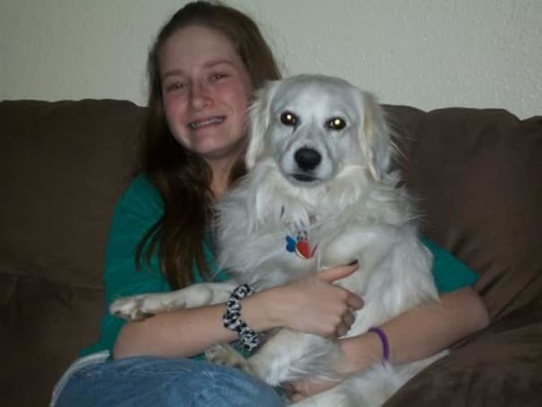 Peaty, an American Eskimo Dog and Cocker Spaniel mix tested with EmbarkVet.com