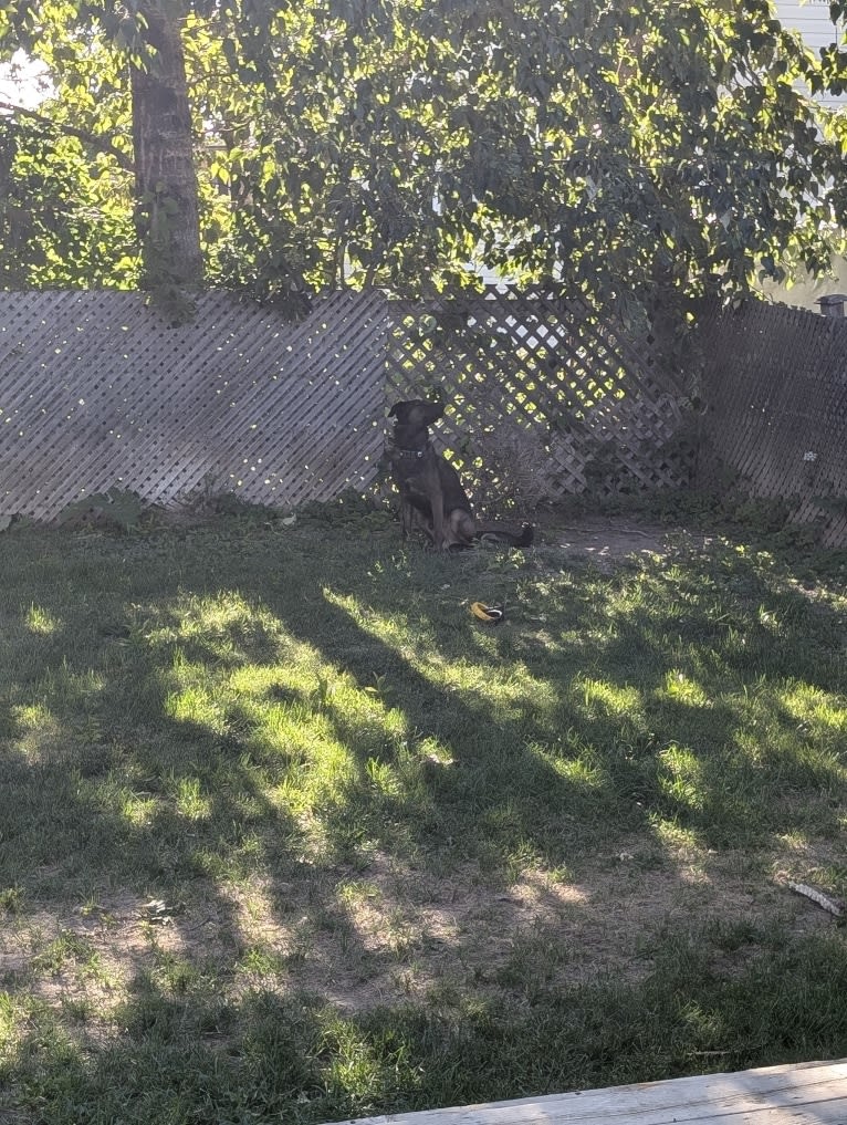 Demon, a Labrador Retriever and Siberian Husky mix tested with EmbarkVet.com